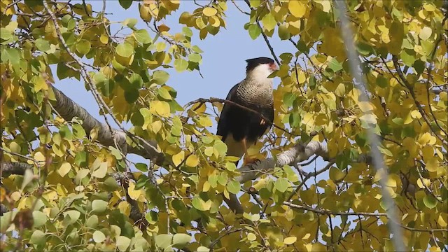 karančo jižní - ML643009618