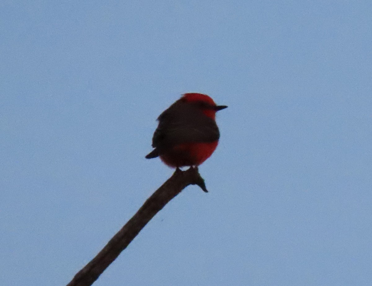 Vermilion Flycatcher - ML643009626