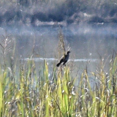 Bobolink - ML643009628