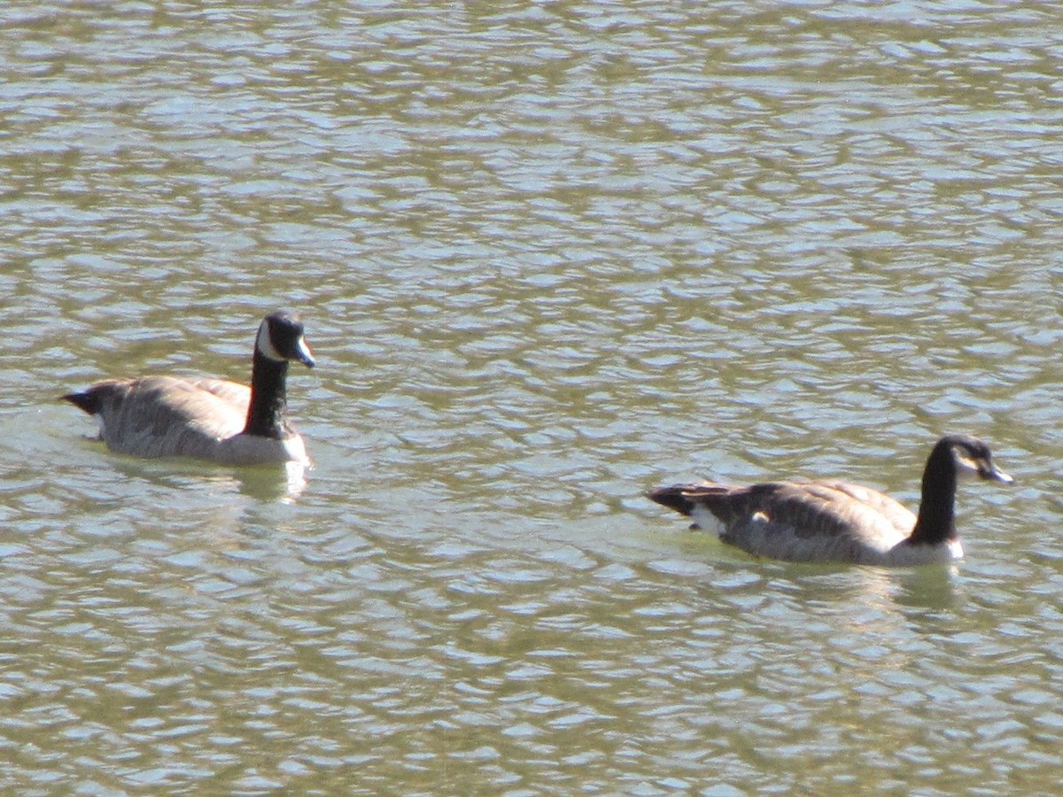 Canada Goose - ML643009632