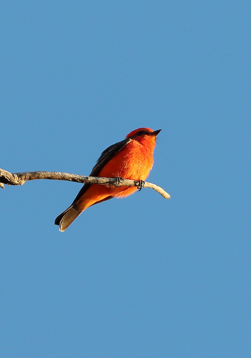Vermilion Flycatcher - ML643009635
