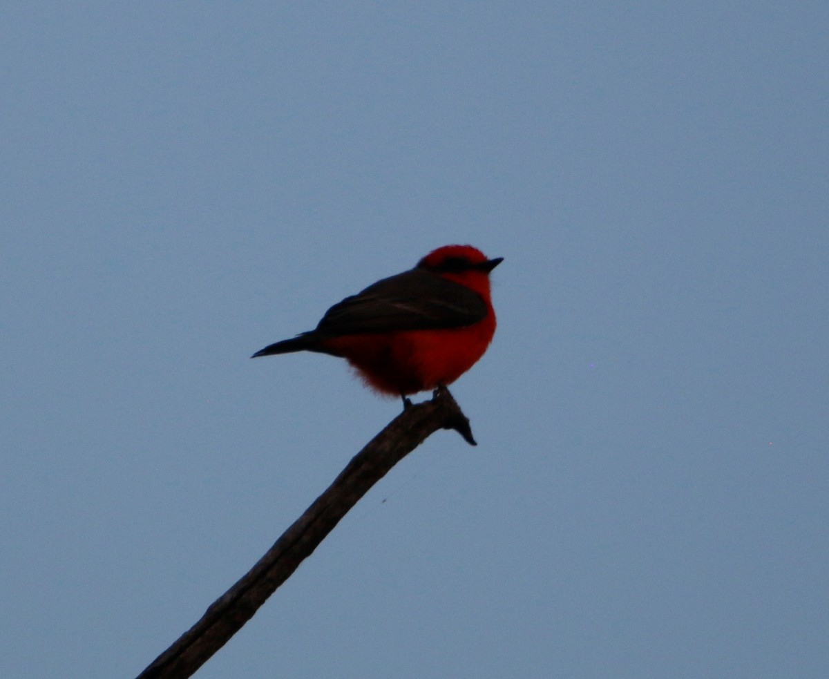 Vermilion Flycatcher - ML643009648