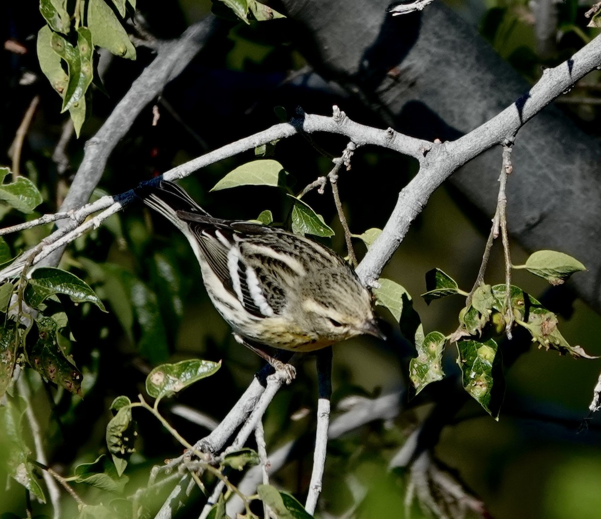 Blackburnian Warbler - ML643009652