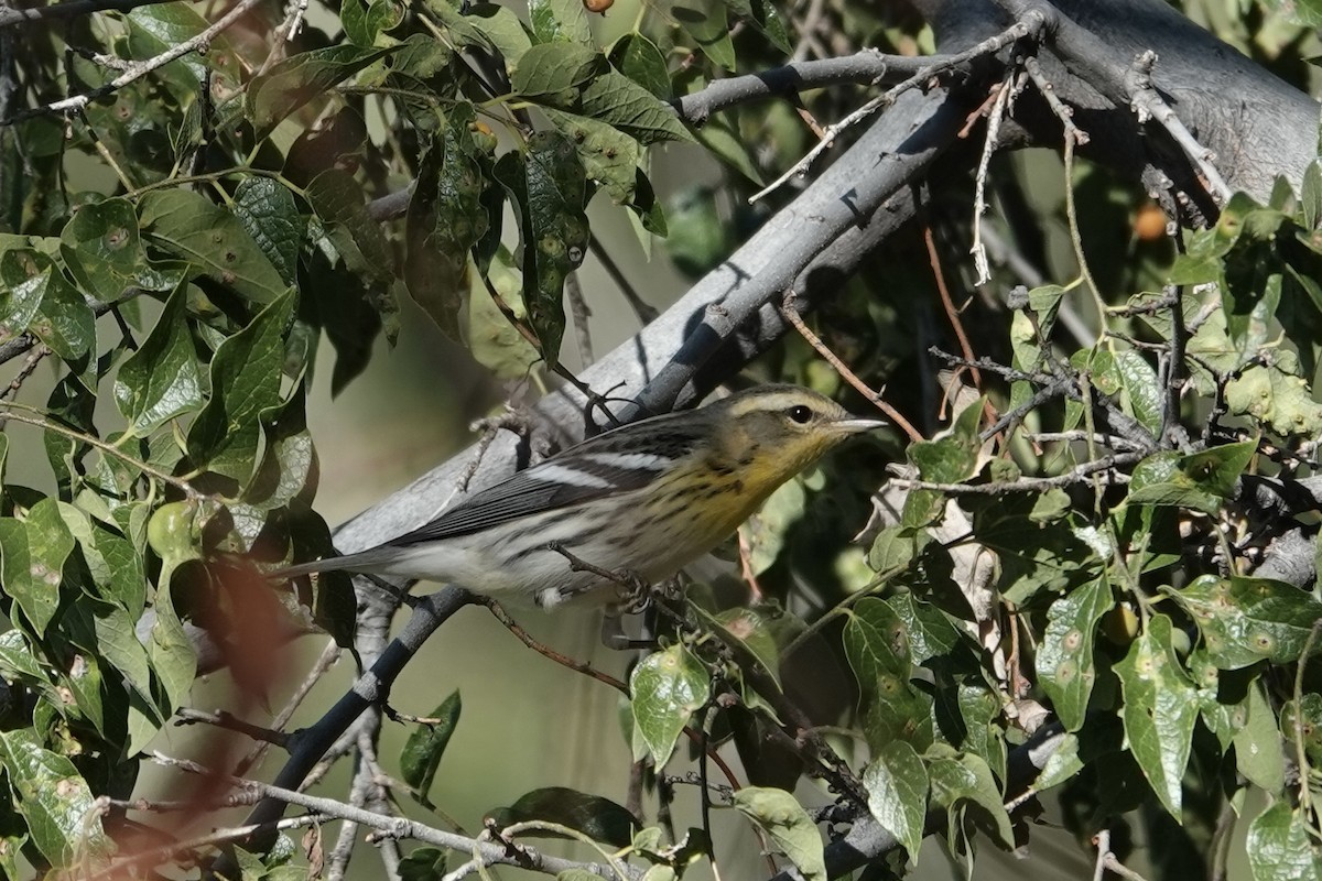 Blackburnian Warbler - ML643009653