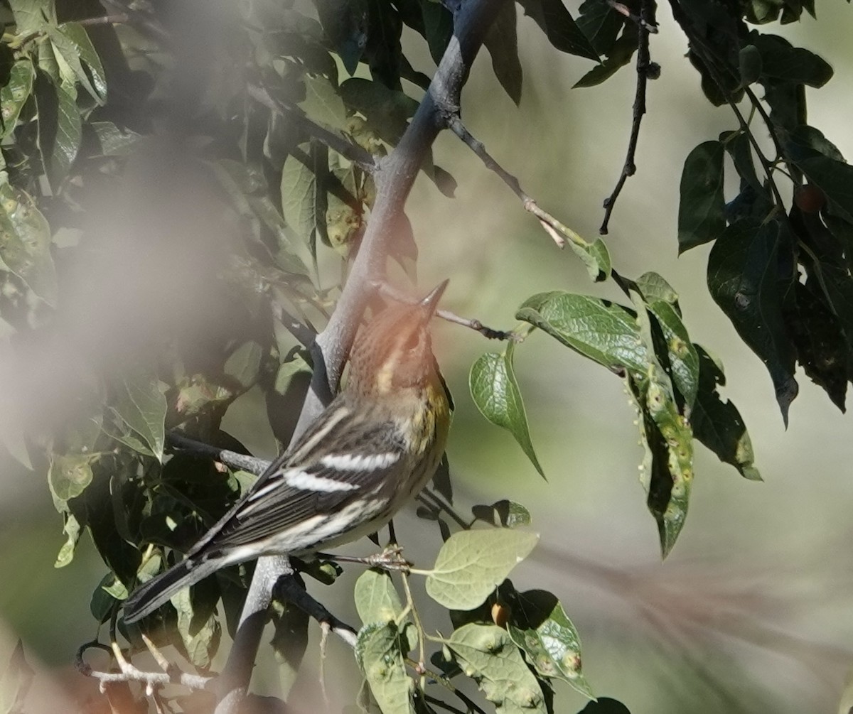 Blackburnian Warbler - ML643009654