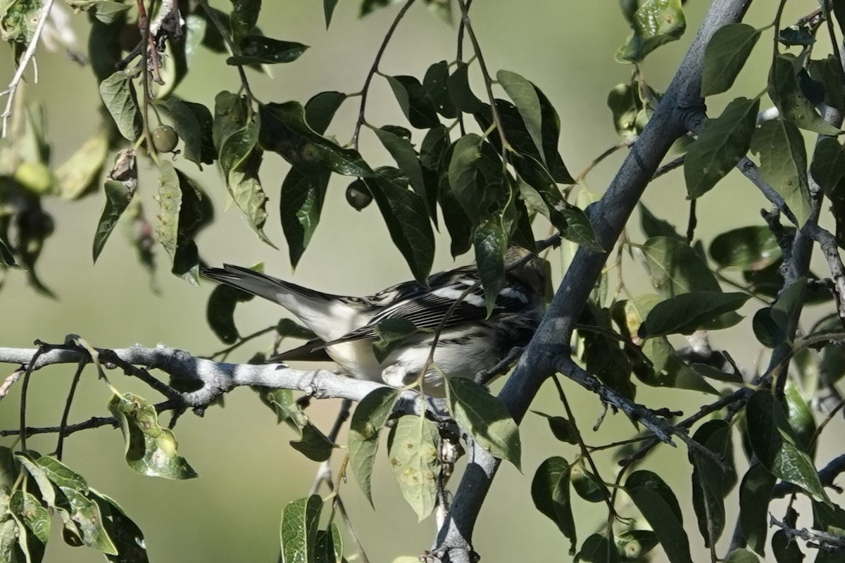 Blackburnian Warbler - ML643009655