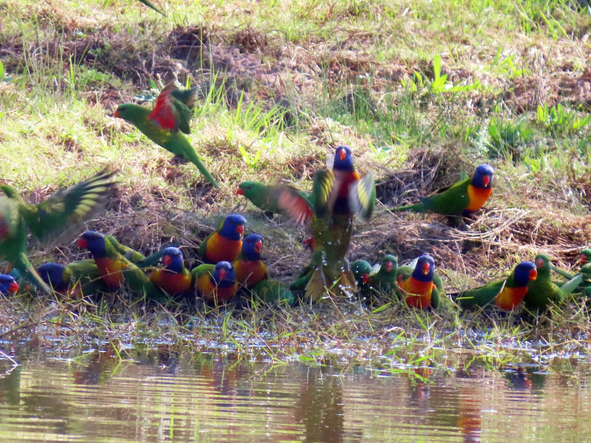 Rainbow Lorikeet - ML643009664