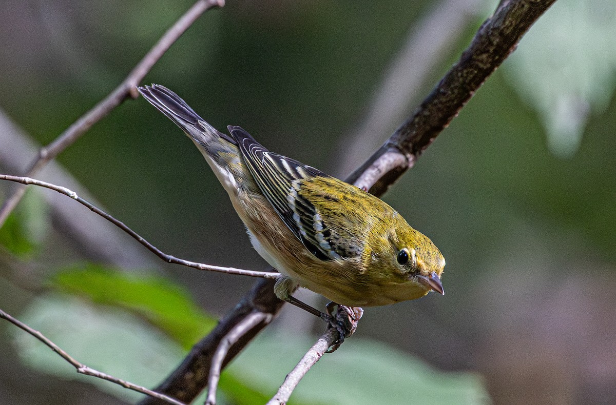 Bay-breasted Warbler - ML643009667