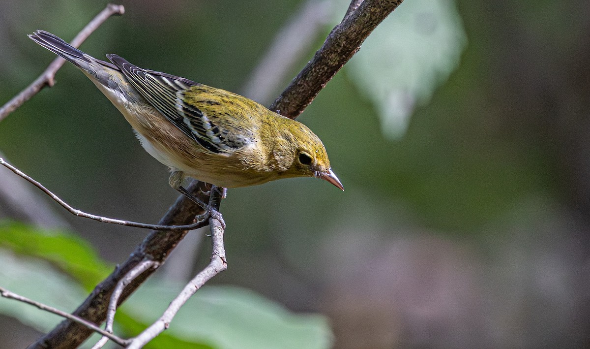 Bay-breasted Warbler - ML643009668