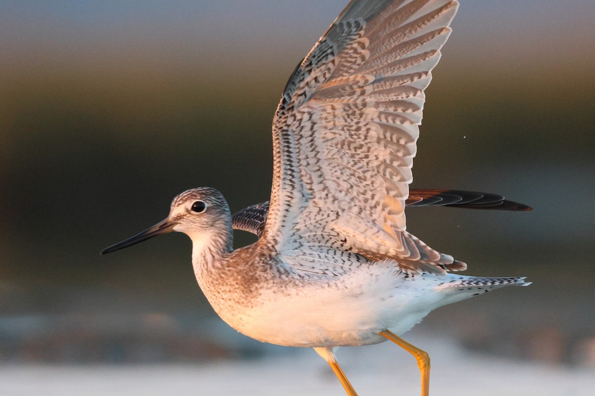 Greater Yellowlegs - ML643009677