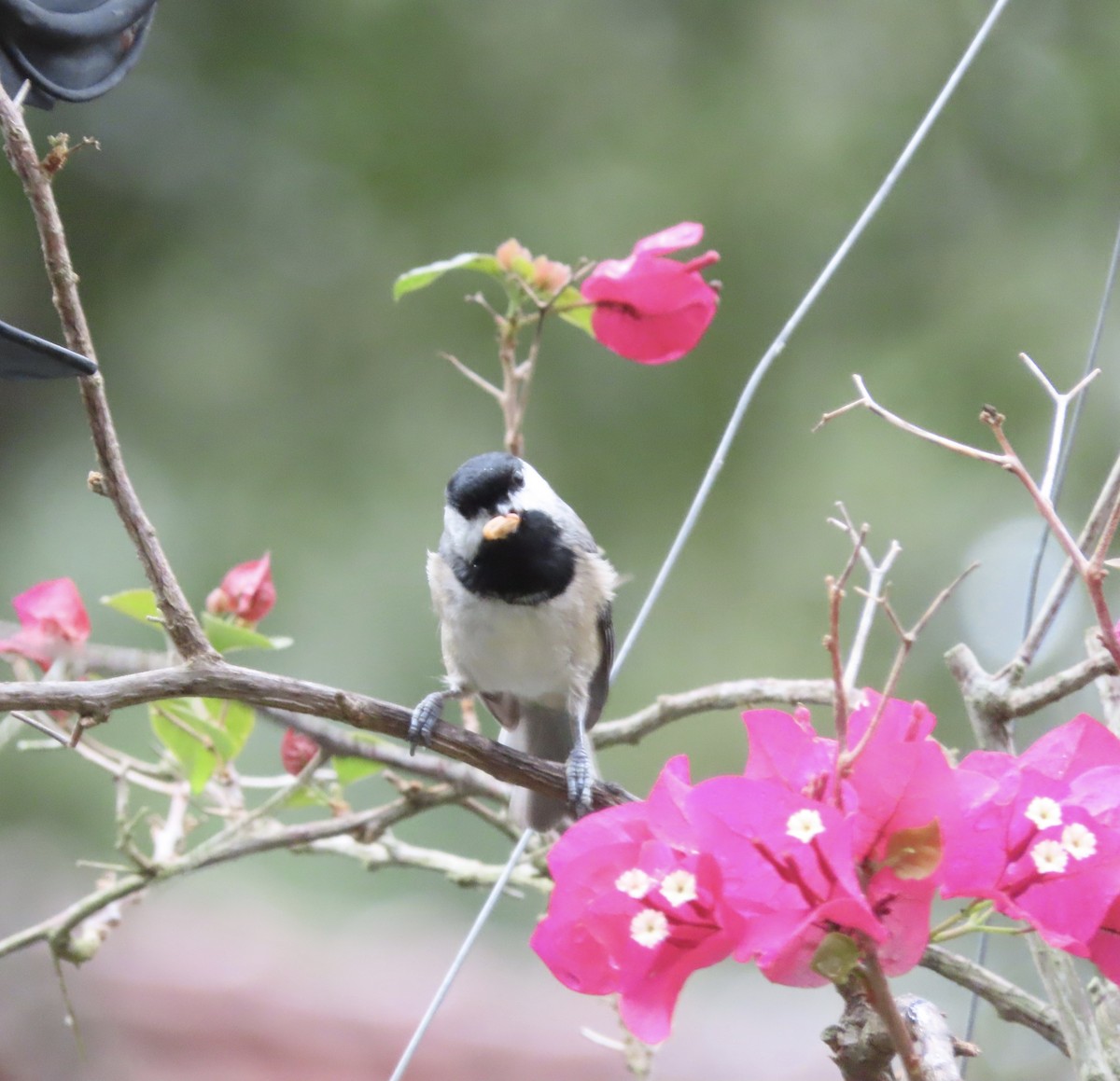 Carolina Chickadee - ML643009679