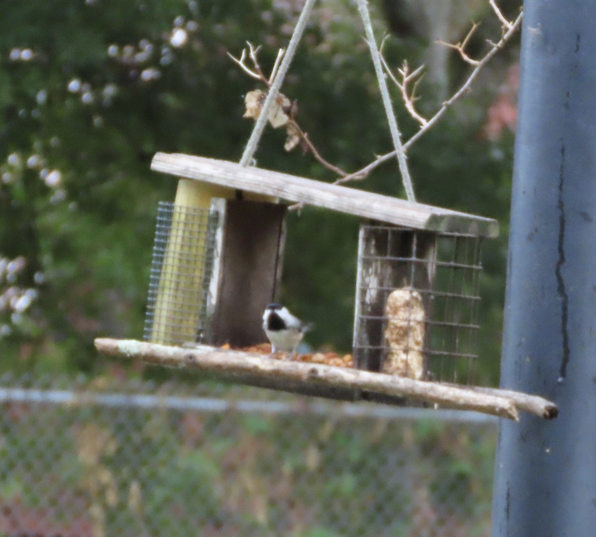 Carolina Chickadee - ML643009681