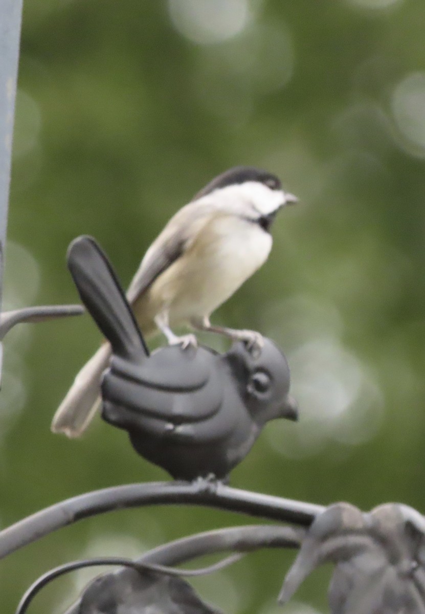 Carolina Chickadee - ML643009682