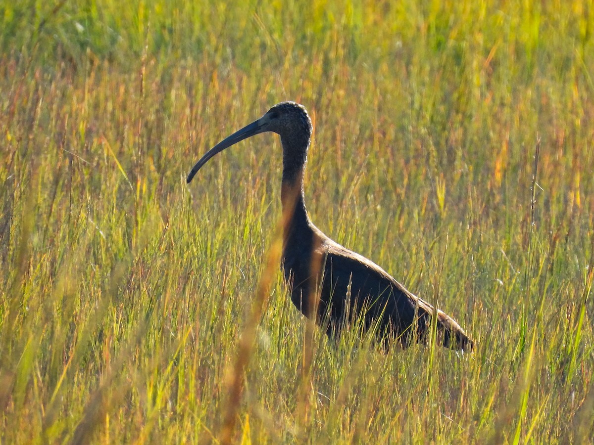 Glossy Ibis - ML643009683