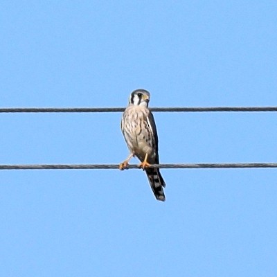 American Kestrel - ML643009684