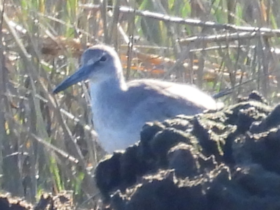 Willet - ML643009685
