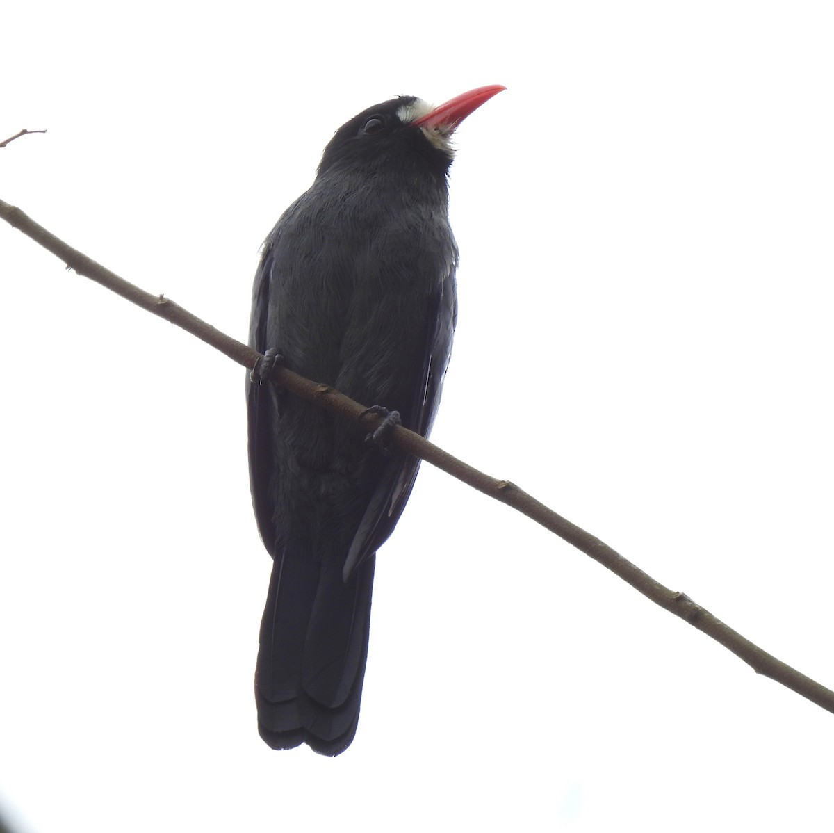 White-fronted Nunbird - ML643009686