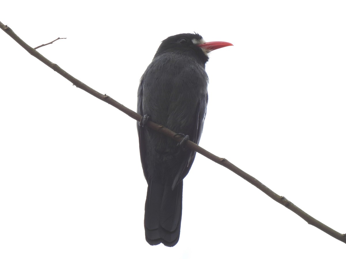 White-fronted Nunbird - ML643009687