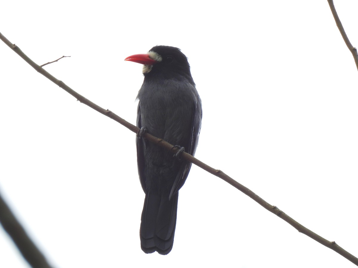 White-fronted Nunbird - ML643009688