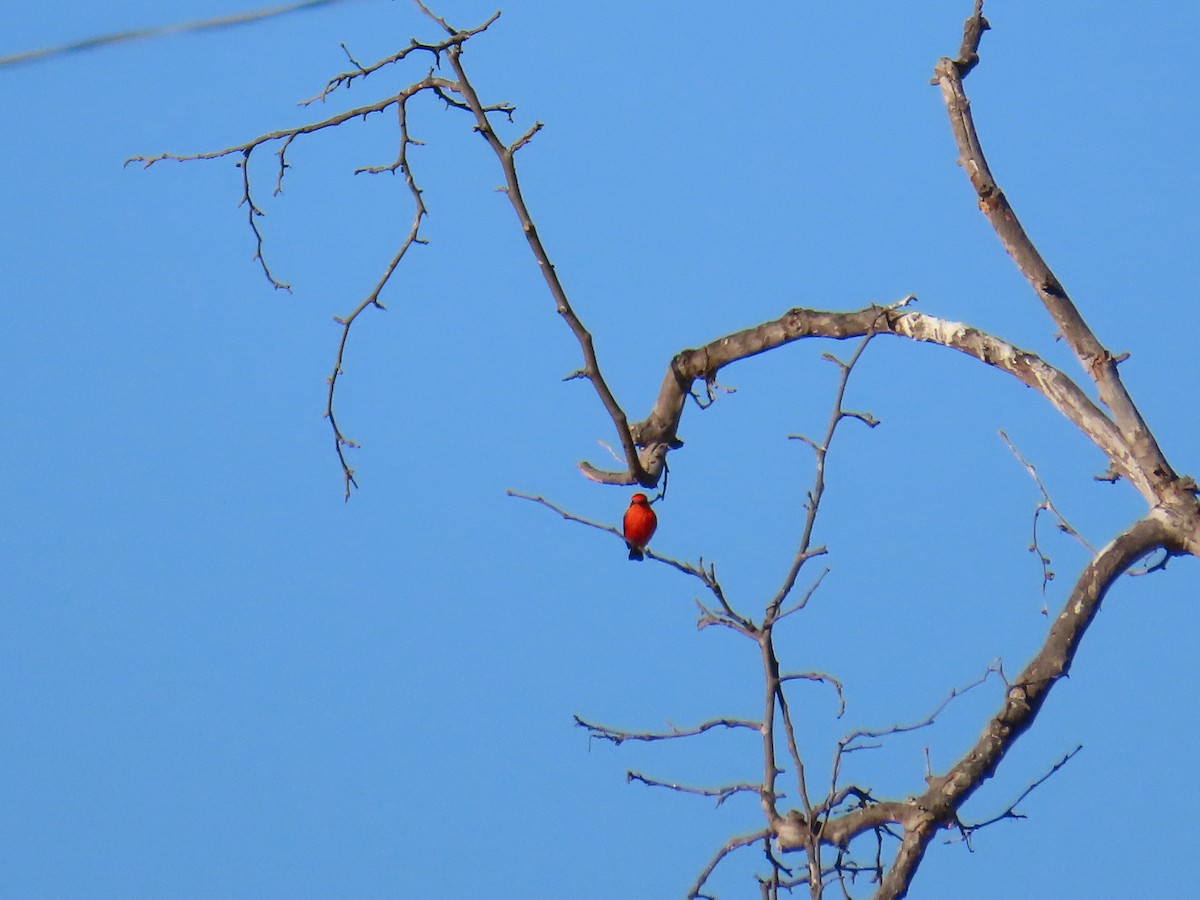 Vermilion Flycatcher - ML643009689