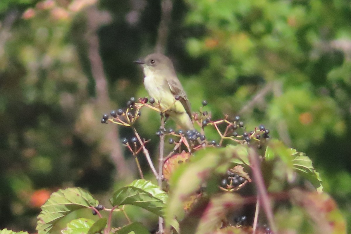 Eastern Phoebe - ML643009690