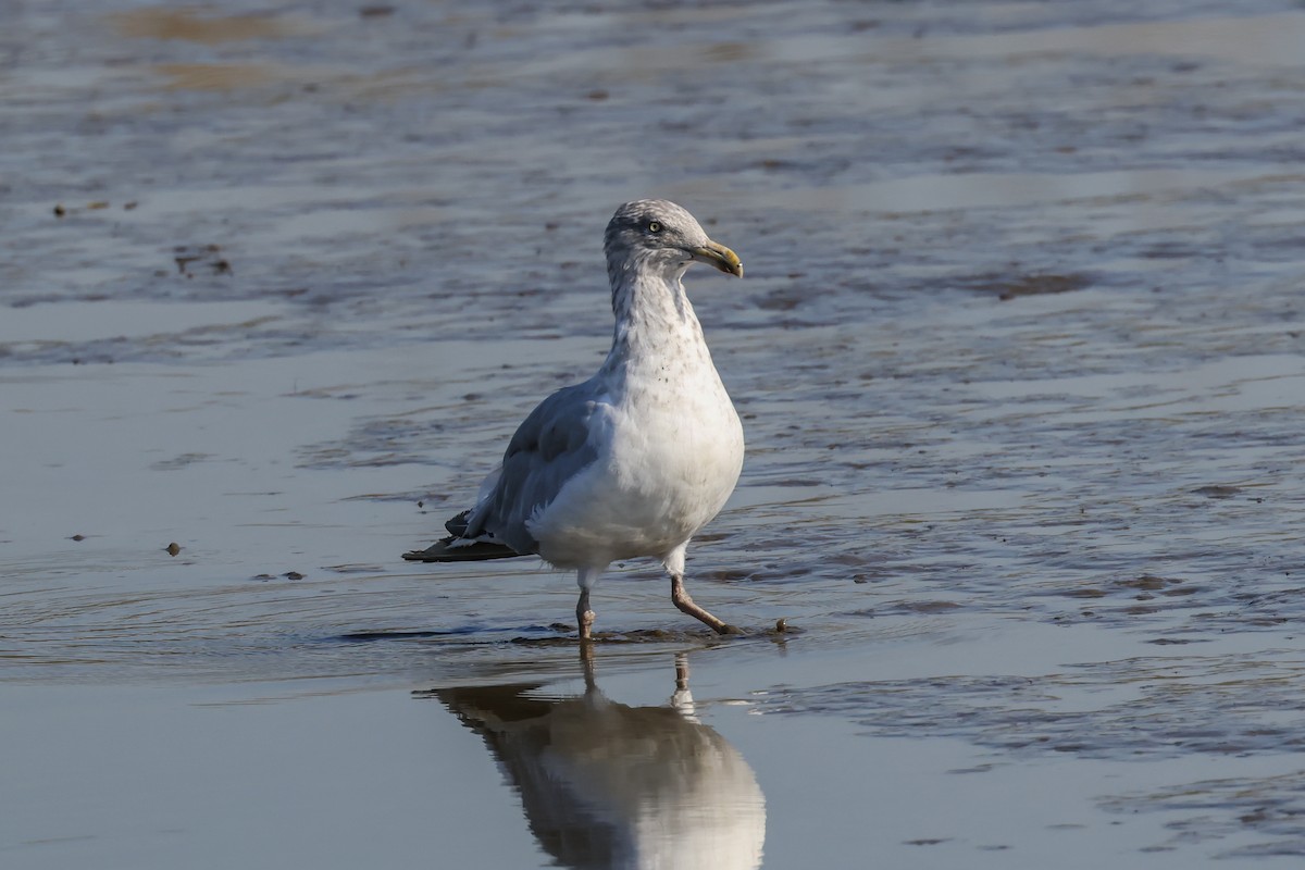 American Herring Gull - ML643009691