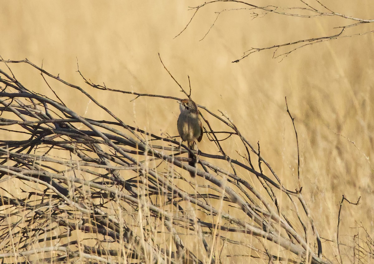 Sandhill Grasswren - ML643009692