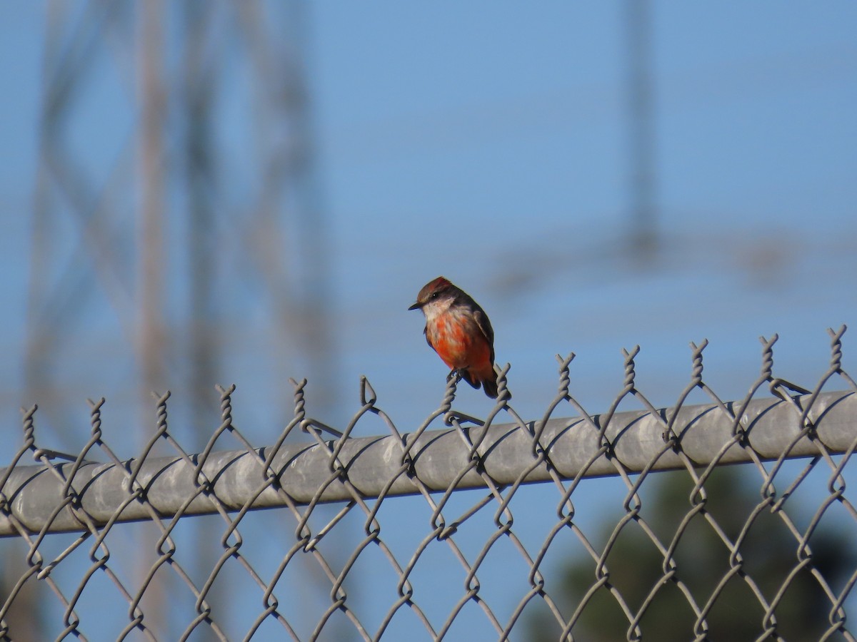 Vermilion Flycatcher - ML643009694