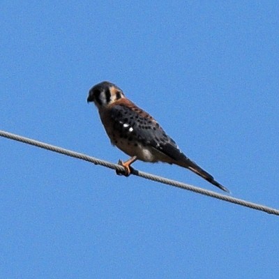 American Kestrel - ML643009696