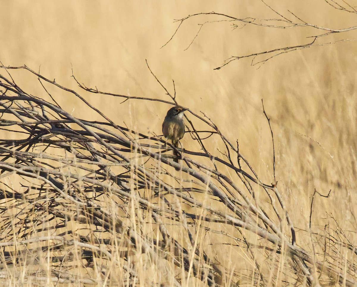 Sandhill Grasswren - ML643009698