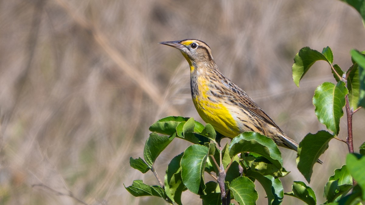 Eastern Meadowlark - ML643009701