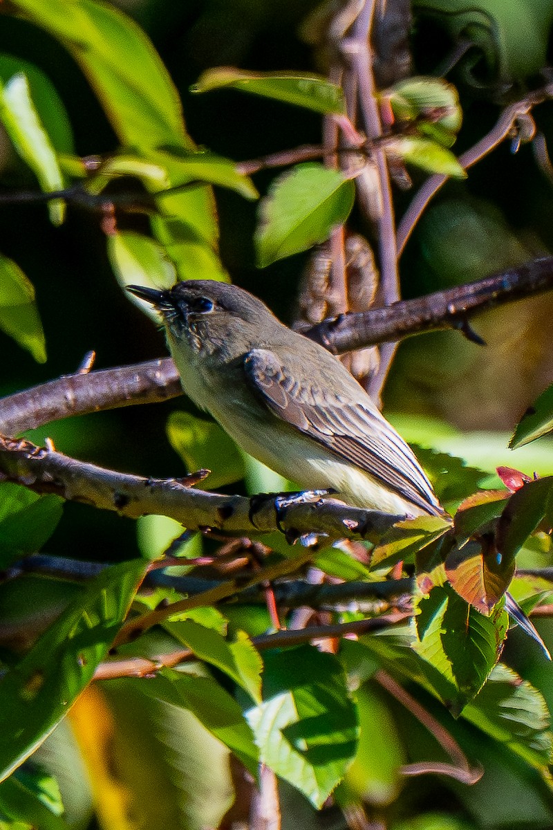 Eastern Phoebe - ML643009704