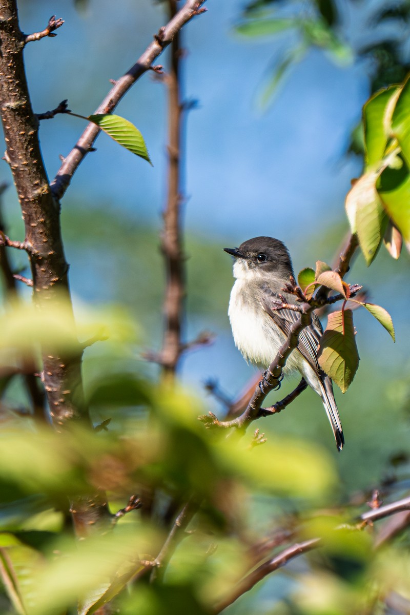Eastern Phoebe - ML643009705