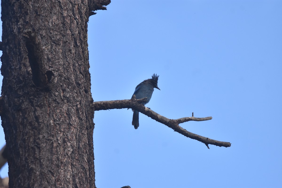 Steller's Jay (Southwest Interior) - ML643009706