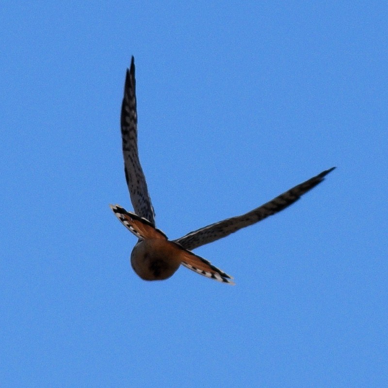 American Kestrel - ML643009707