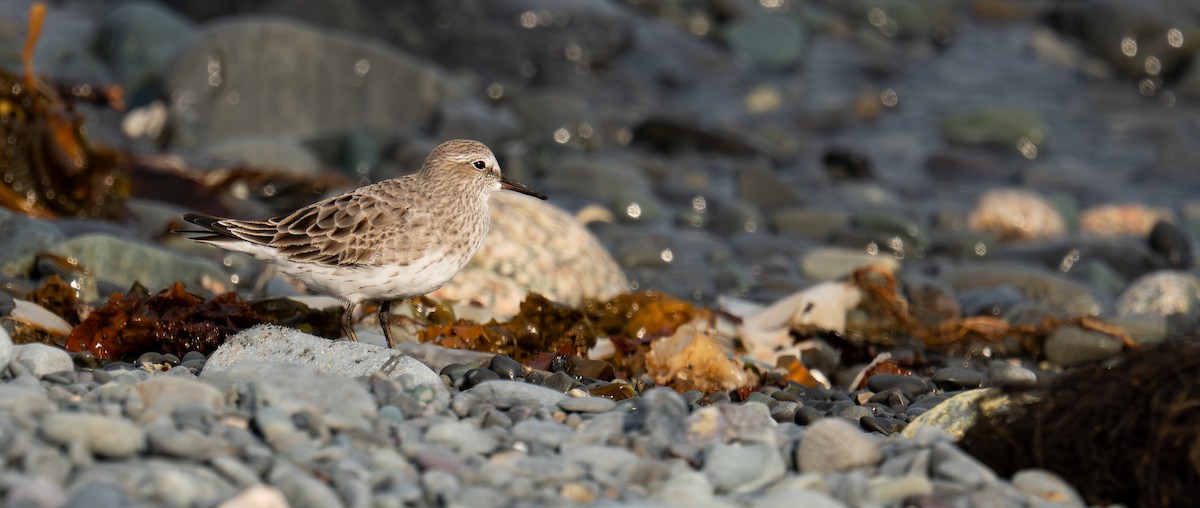 White-rumped Sandpiper - ML643009714