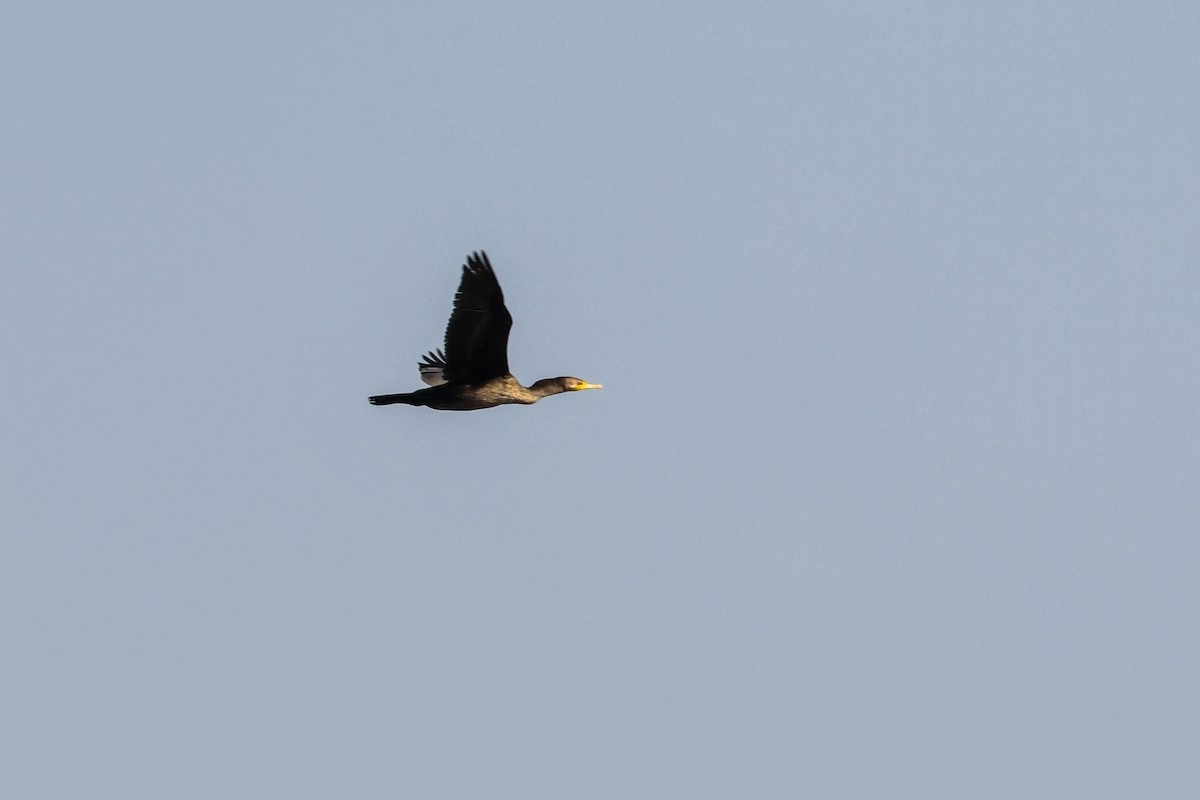 Double-crested Cormorant - ML643009715