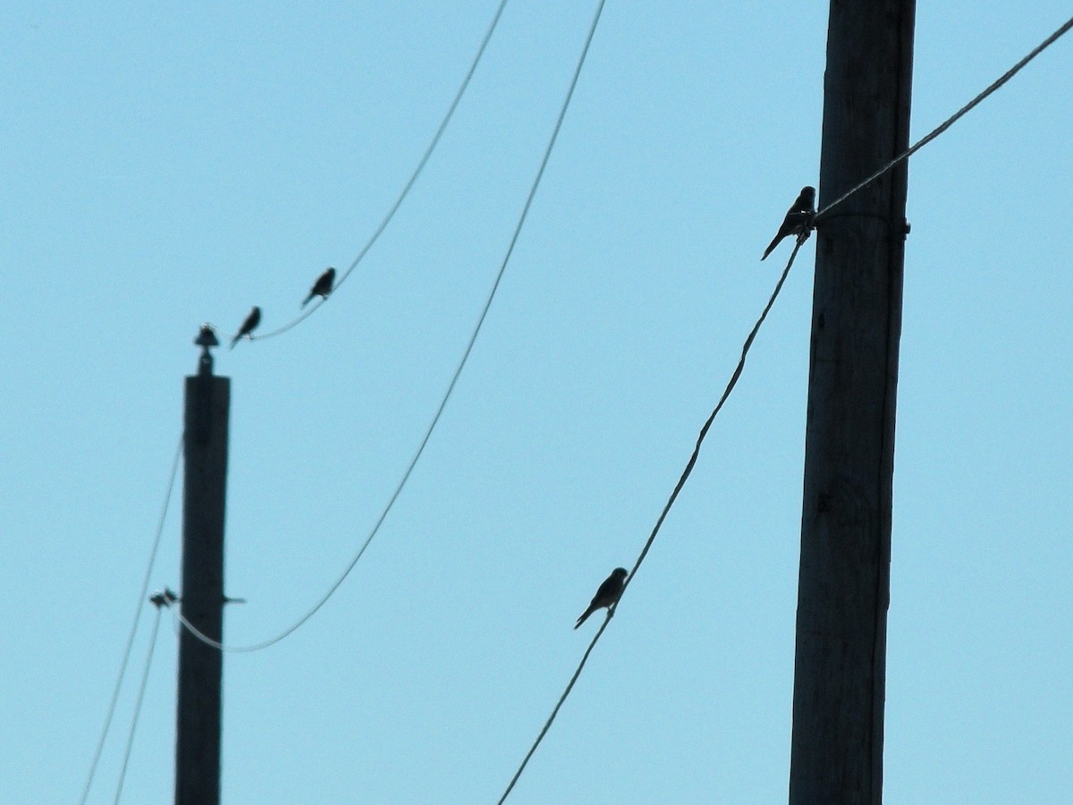American Kestrel - ML643009721