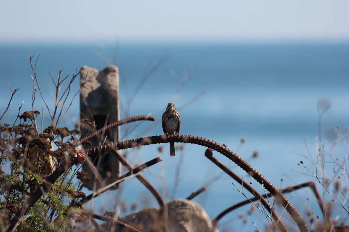Song Sparrow - ML643009735