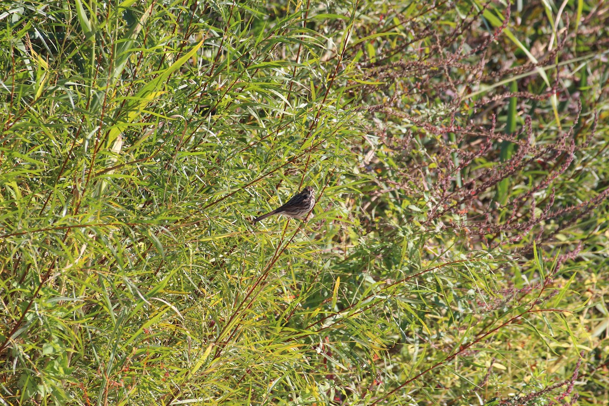Song Sparrow - ML643009736