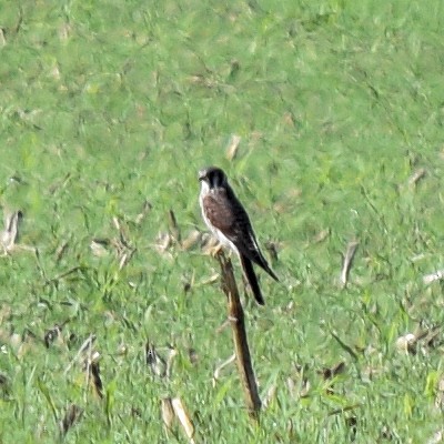 American Kestrel - ML643009737