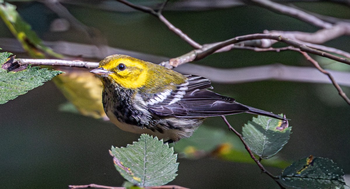 Black-throated Green Warbler - ML643009739