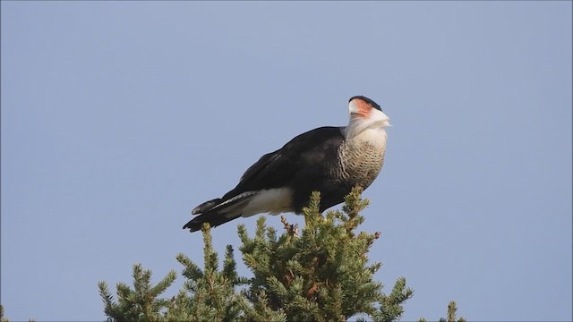 karančo jižní - ML643009744