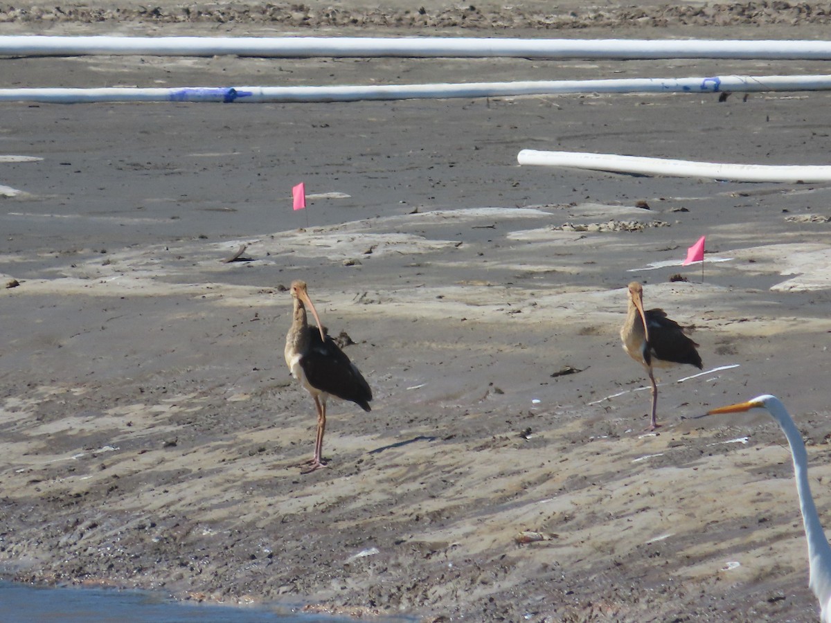 White Ibis - ML643009768