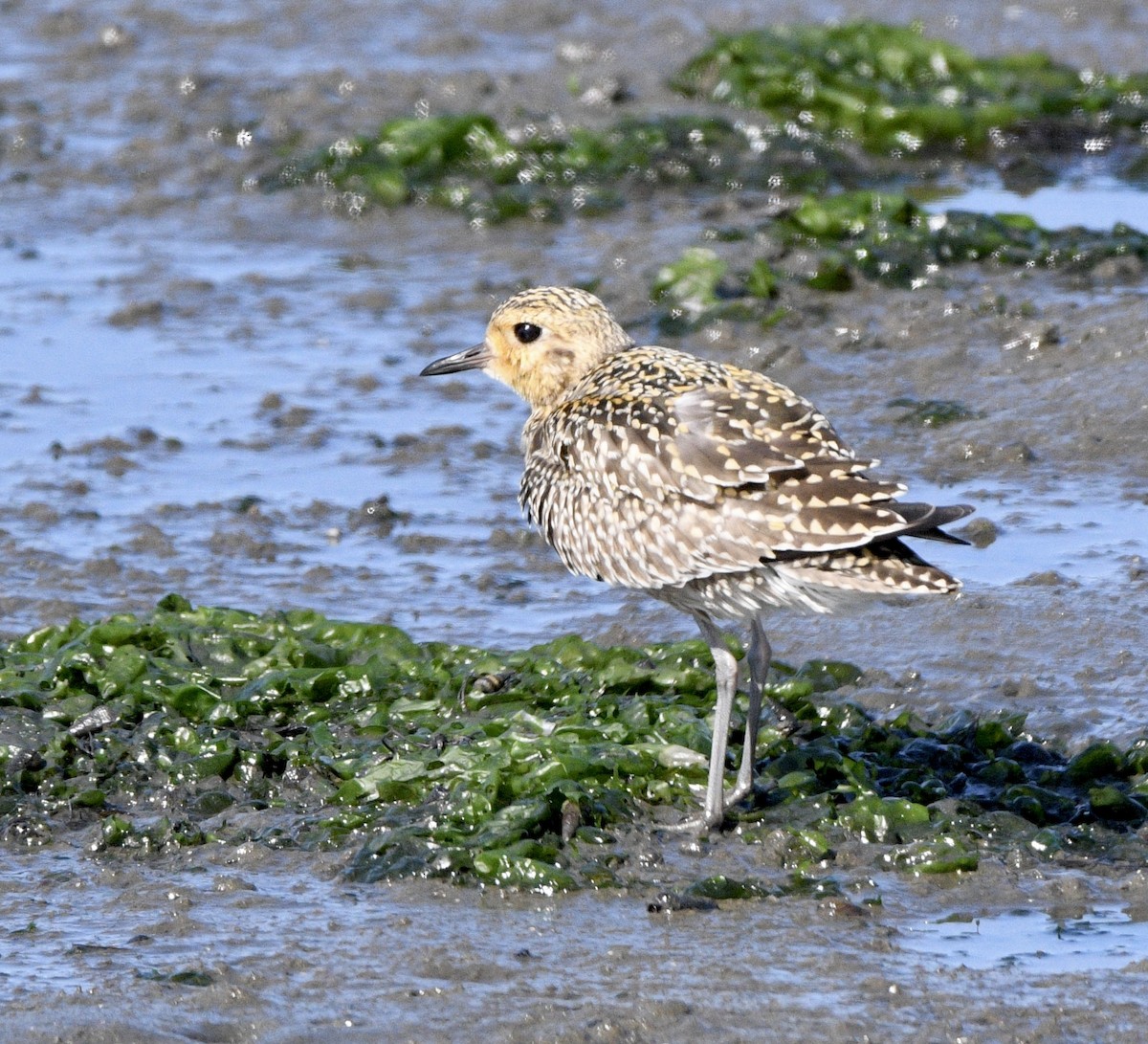 Pacific Golden-Plover - ML643009789