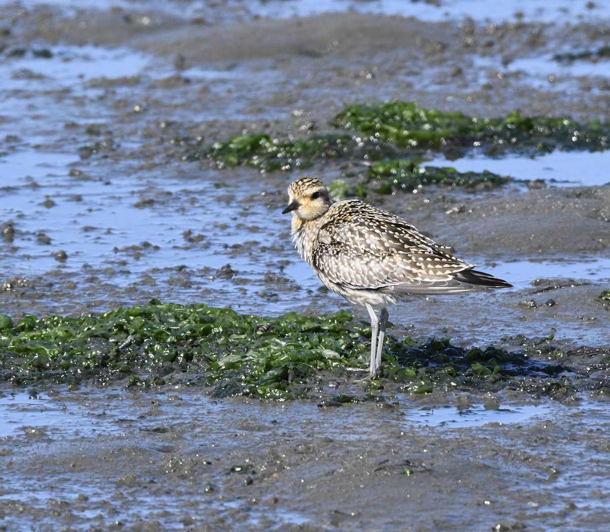 Pacific Golden-Plover - ML643009790