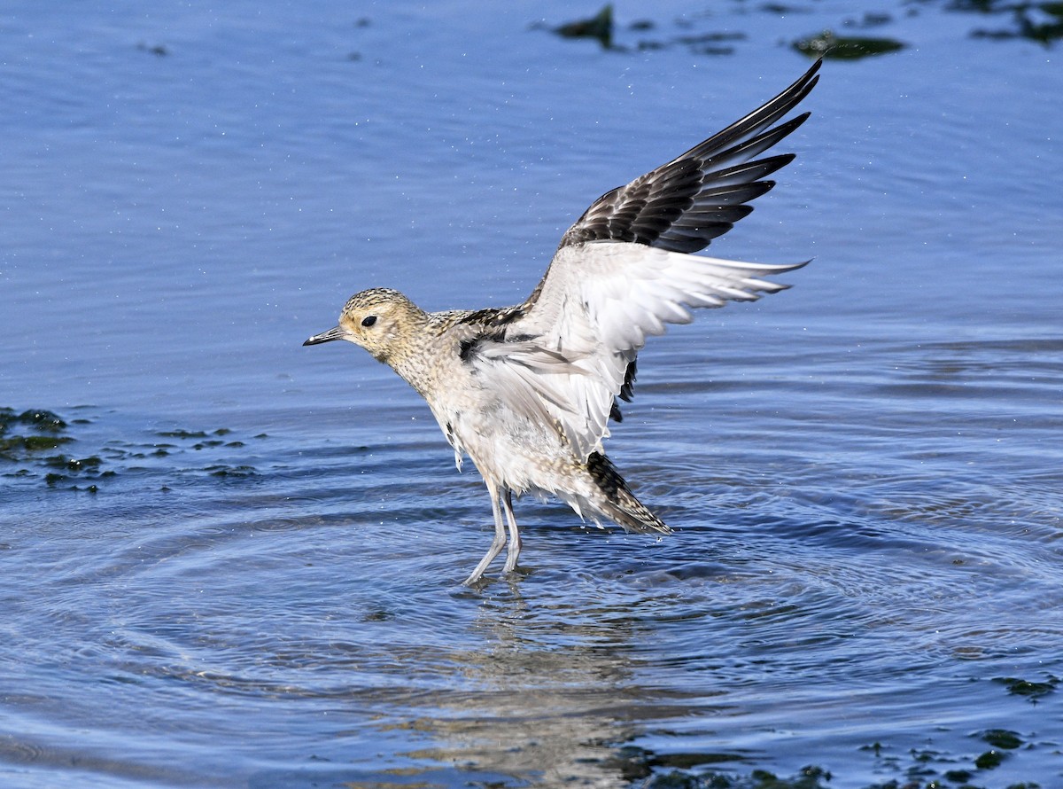 Pacific Golden-Plover - ML643009791