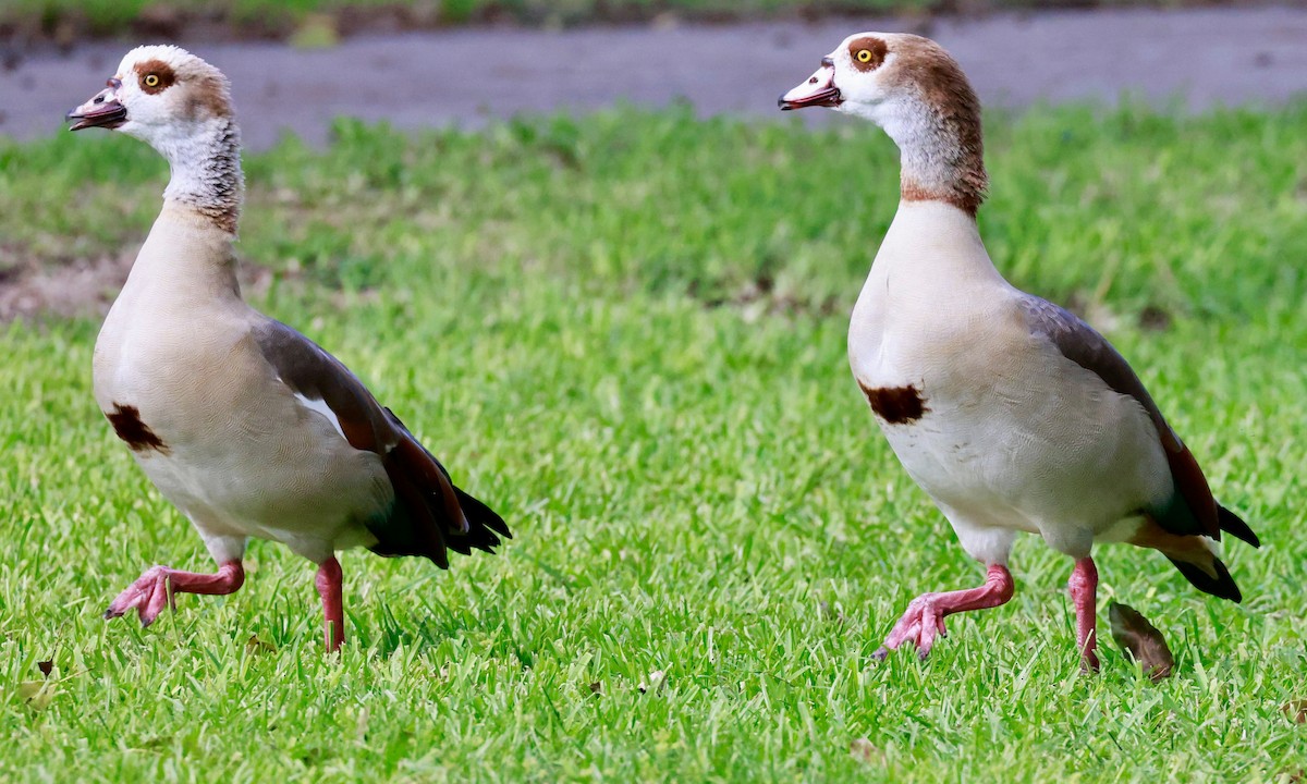 eBird Checklist - 5 Oct 2025 - A.D. Barnes Park, Miami US-FL (25.7361 ...