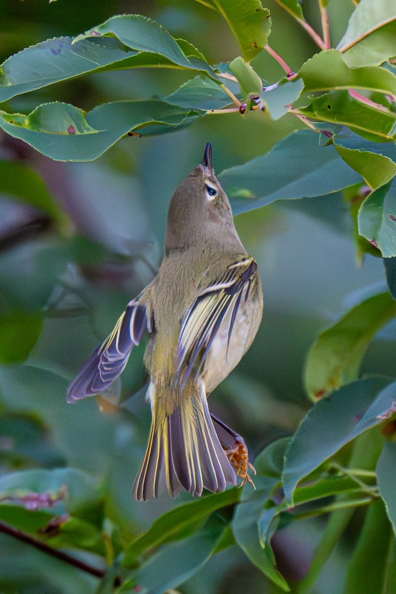 Ruby-crowned Kinglet - ML643009797