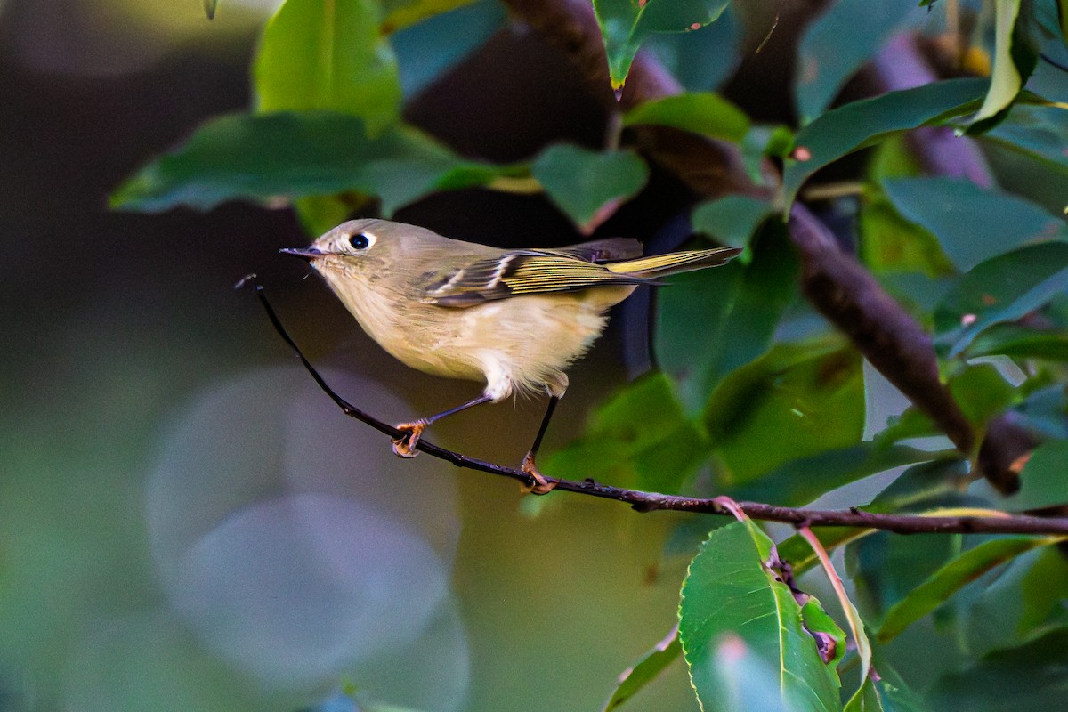 Ruby-crowned Kinglet - ML643009798
